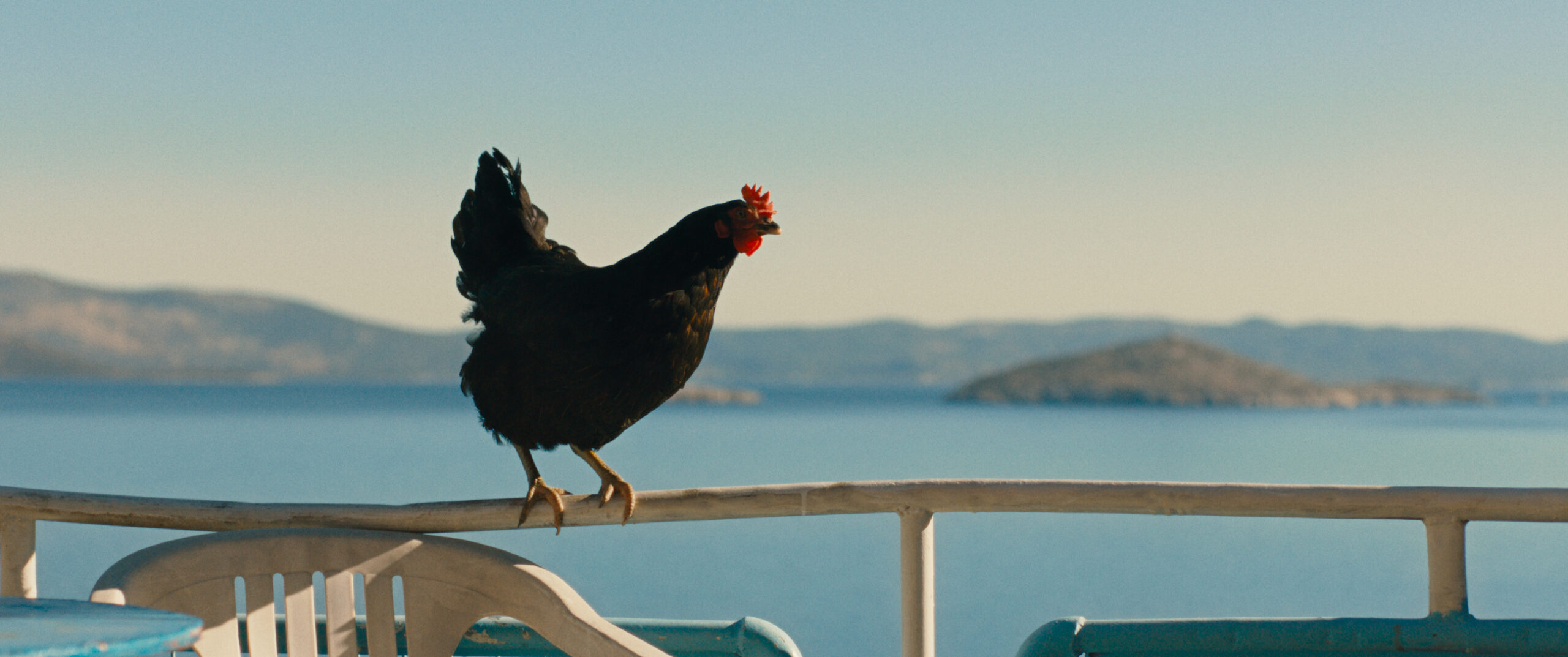 Hen Still
